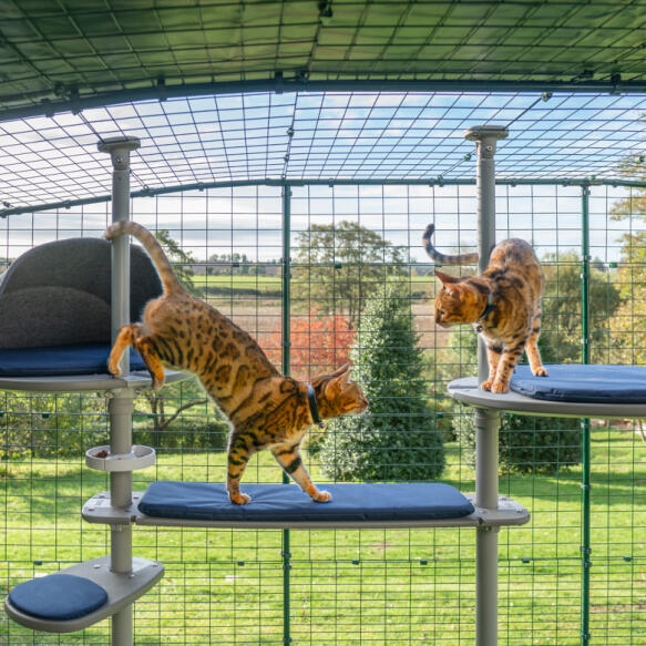 Two bengal cats playing together on the outdoor Freestyle cat tree inside of the Omlet catio enclosure