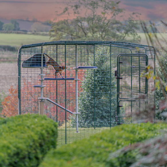 A distant photo of a cat using the outdoor Freestyle cat tree, inside of the Omlet catio enclosure.