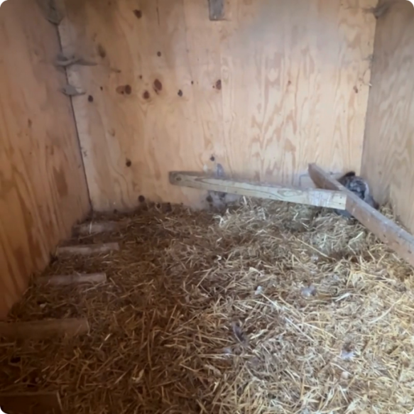 Intérieur d’un vieux poulailler