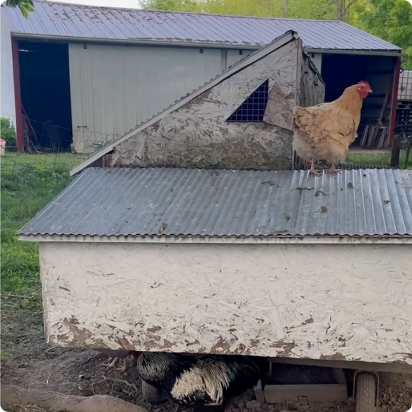 Extérieur d’un vieux poulailler