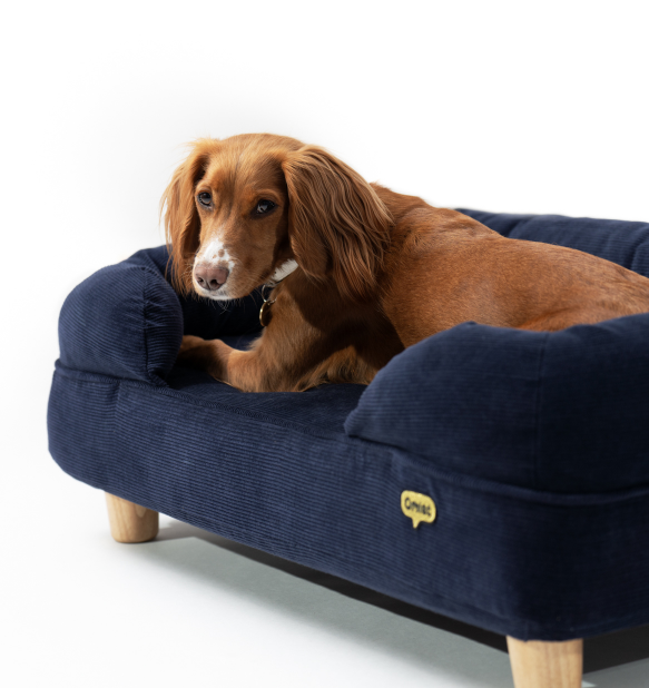Bolster Bed Dog Card Image - In their comfort zone