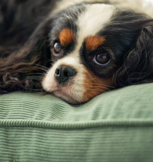 Bolster Bed Dog Card Image - sink deep into sleep