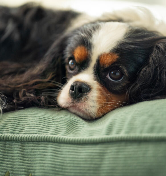 Sink-deep-into-sleep-cushion-dog-bed-db