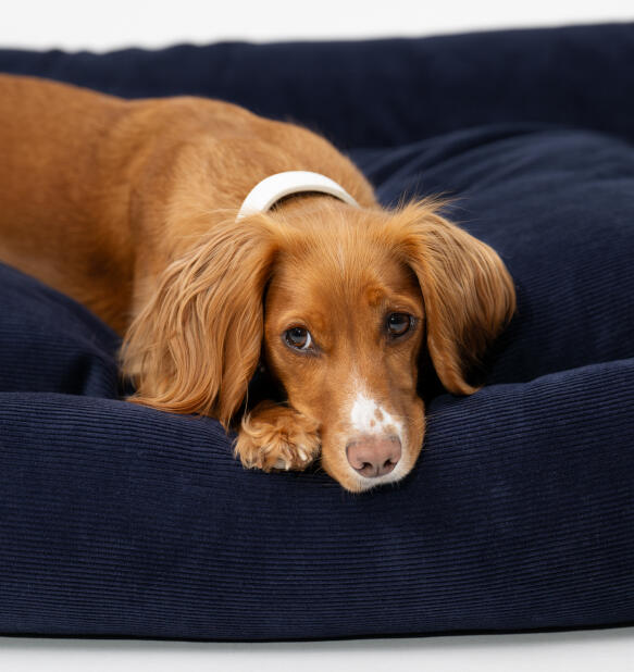 Dreamy-days-nest-dog-bed-db