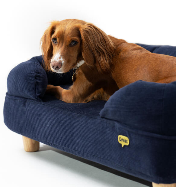 In-their-comfort-zone-bolster-dog-bed-db