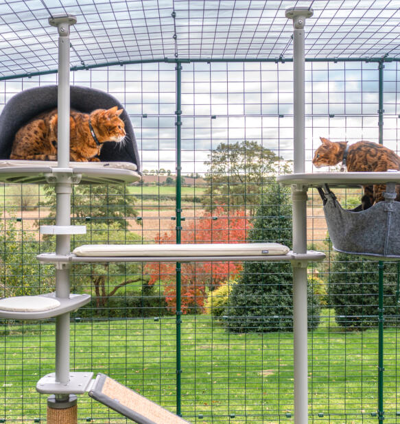 Two cats on the outdoor Freestyle cat tree inside of the Omlet catio enclosure