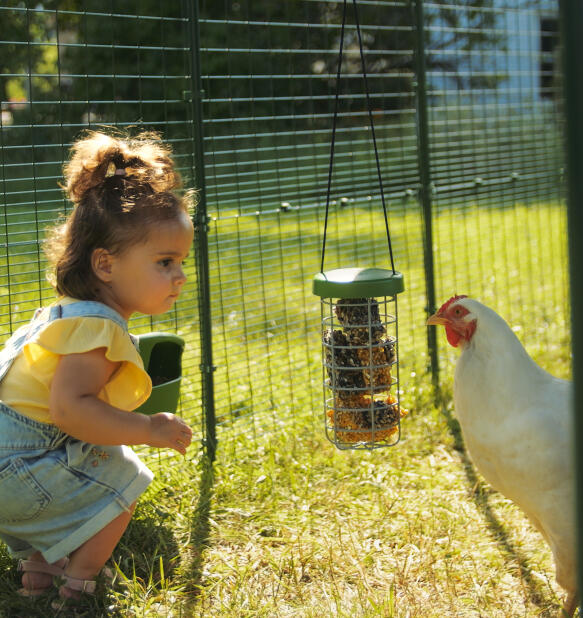 Little girl watching her chicken enjoy a treat dispenser in an Omlet chicken coop run