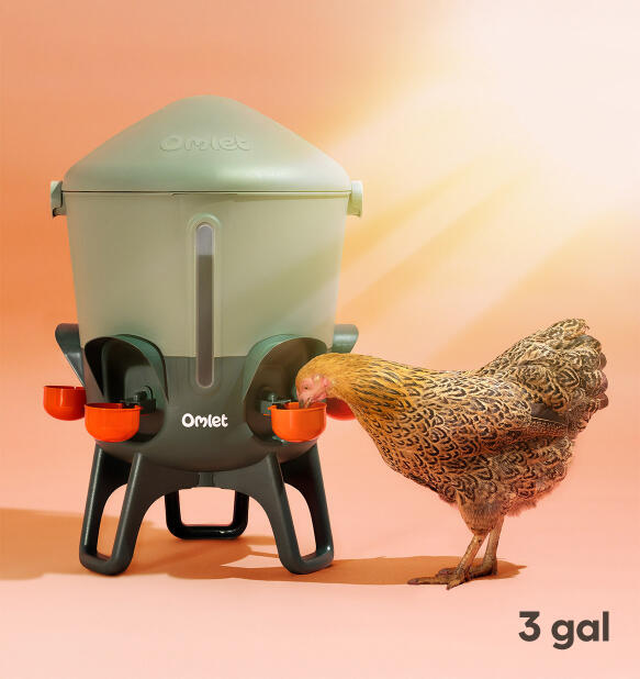 Heatwave Hero insulated chicken waterer