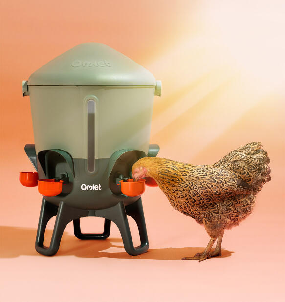 Chicken drinking from insulated chicken waterer in the heat