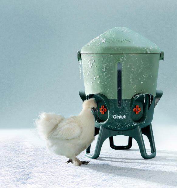 Chicken drinking from insulated chicken waterer in the cold