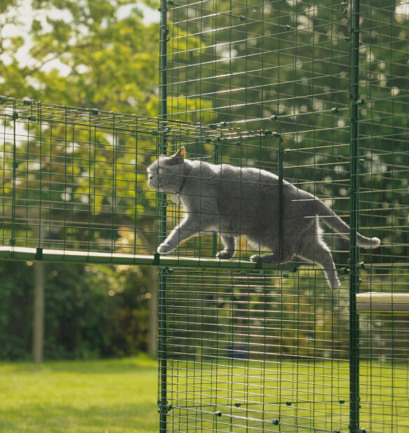 A cat using the catio tunnel attached to the Omlet catio enclosure