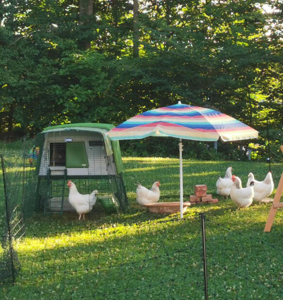 Omlet insulated chicken coops ensure comfort for your flock