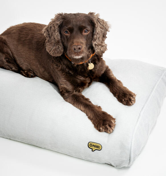 cocker spaniel lying on an organic cord cushion dog bed