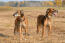 Two Salukis standing together, waiting patiently for a command from their owner