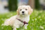 A Bichon Frise having a deserved rest on the grass