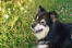 Een close up van de spitse oren van een finse lapphund