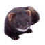 A Black Ferret's wonderful little pink ears