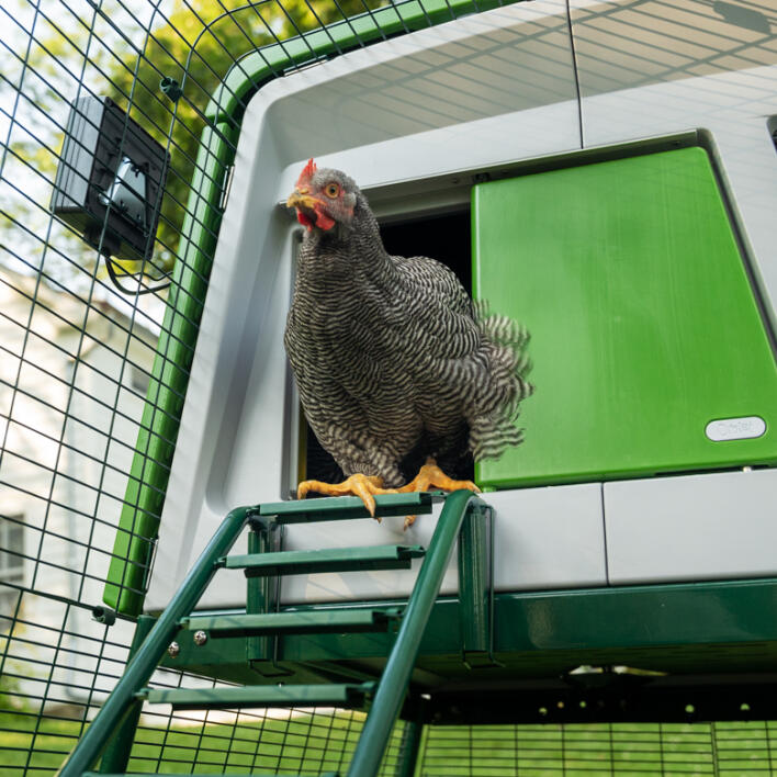 An automatic door coop door adds flexibility and convenience.