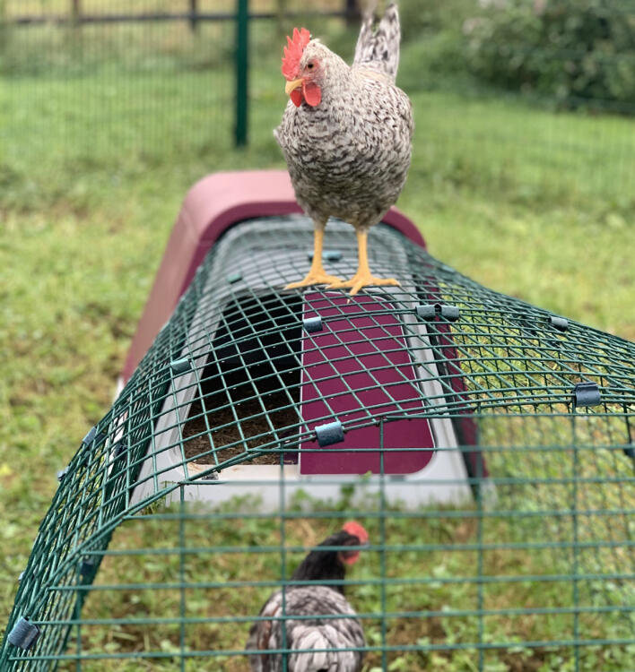Sprechen sie mit einem Eglu Go botschafter für hühnerställe