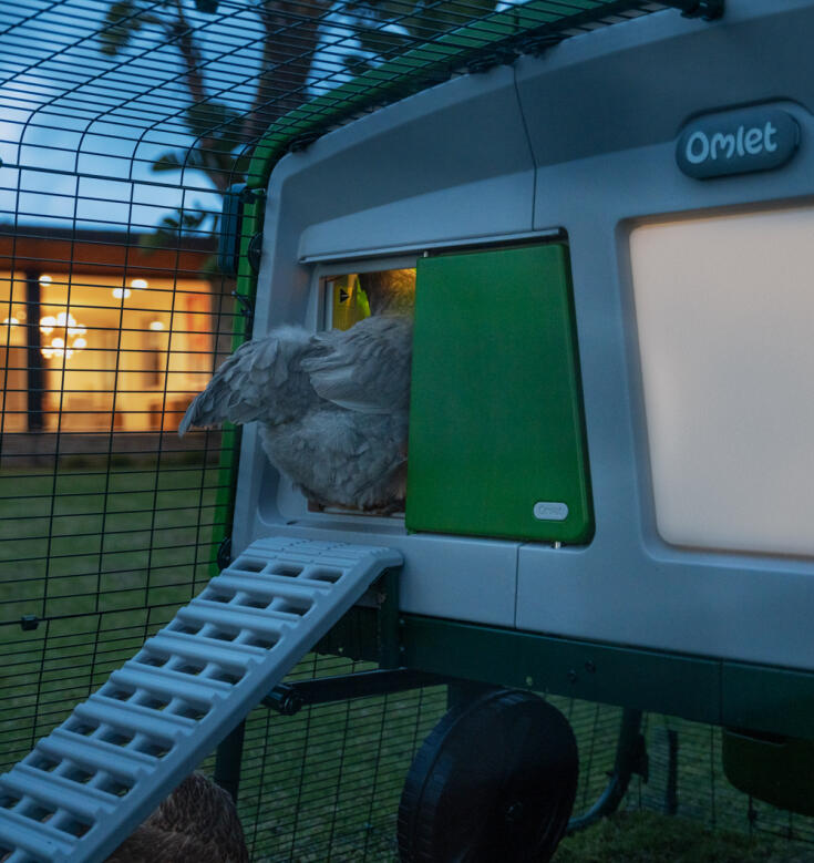 chicken climbing into an eglu pro chicken coop with a smart autodoor with coop light