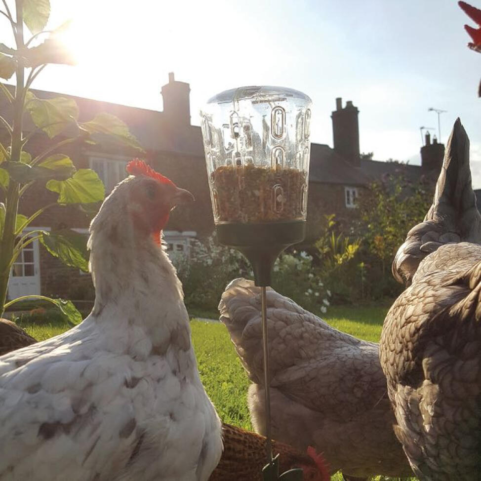 Omlet hühnerpickspielzeug für hühnerställe und -ausläufe