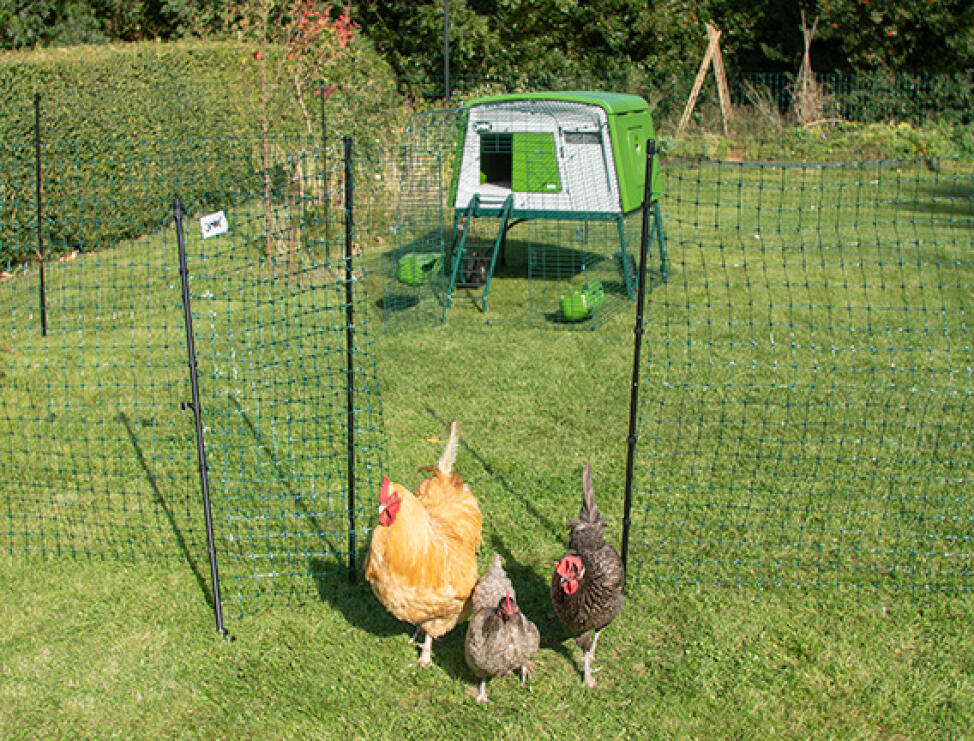Poulets sortant d'une zone avec Omlet clôture pour poulets avec Omlet vert Eglu Cube grand poulailler en arrière-plan