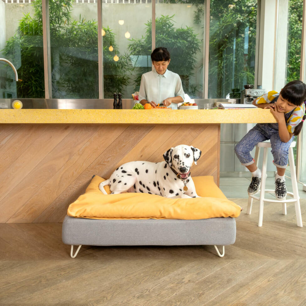 Dalmation couchée sur Omlet Topology lit pour chien avec pieds en épingle à cheveux blancs