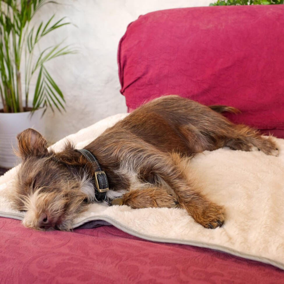 Couverture Polaire YISUMEI - Motif Chien Berger Allemand - 150x200 Cm - Douce Et Chaude - Pour Lit Ou Canapé