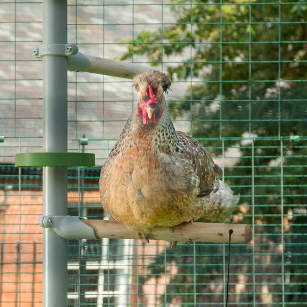 Kylling sidder på en siddepind på Poletree i en hønsegård