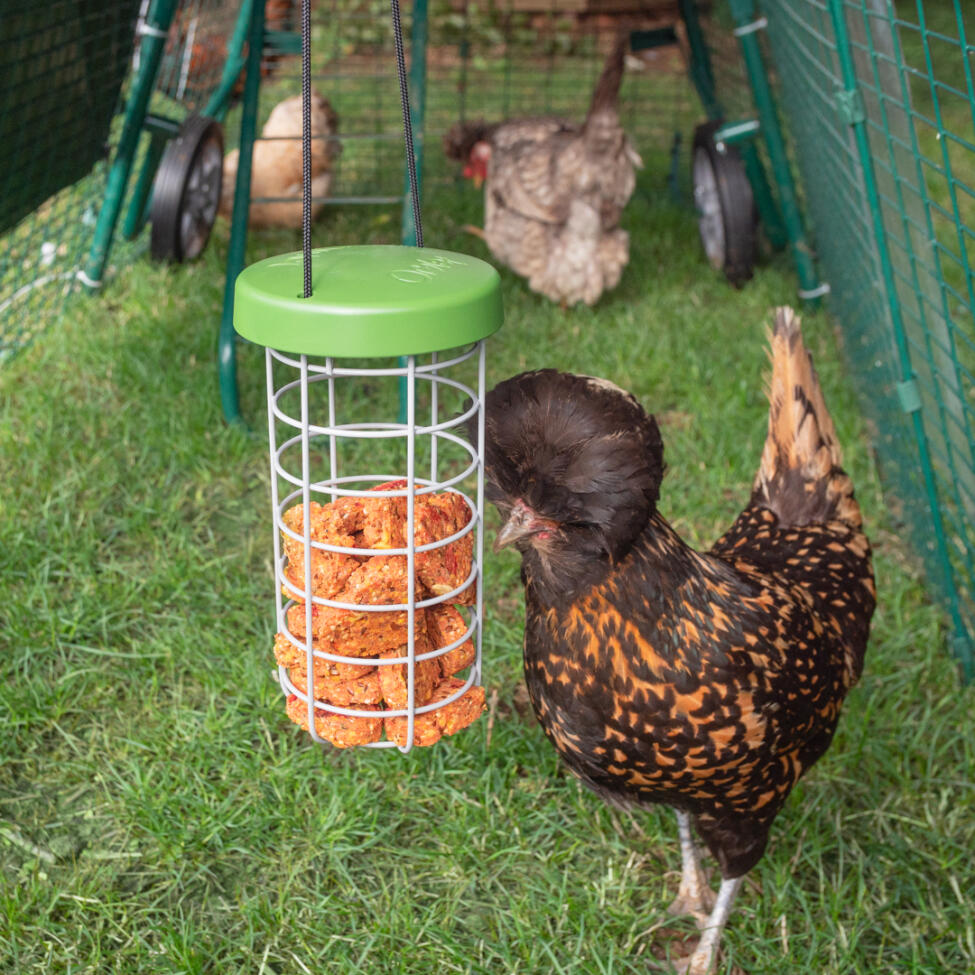Chicken Caddi treat holder