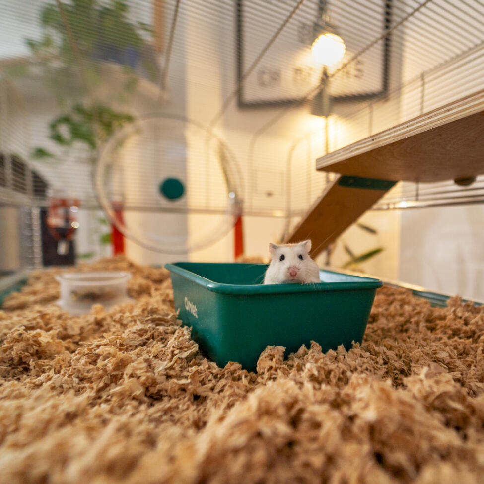 Hamster sitzt in einem sandbad