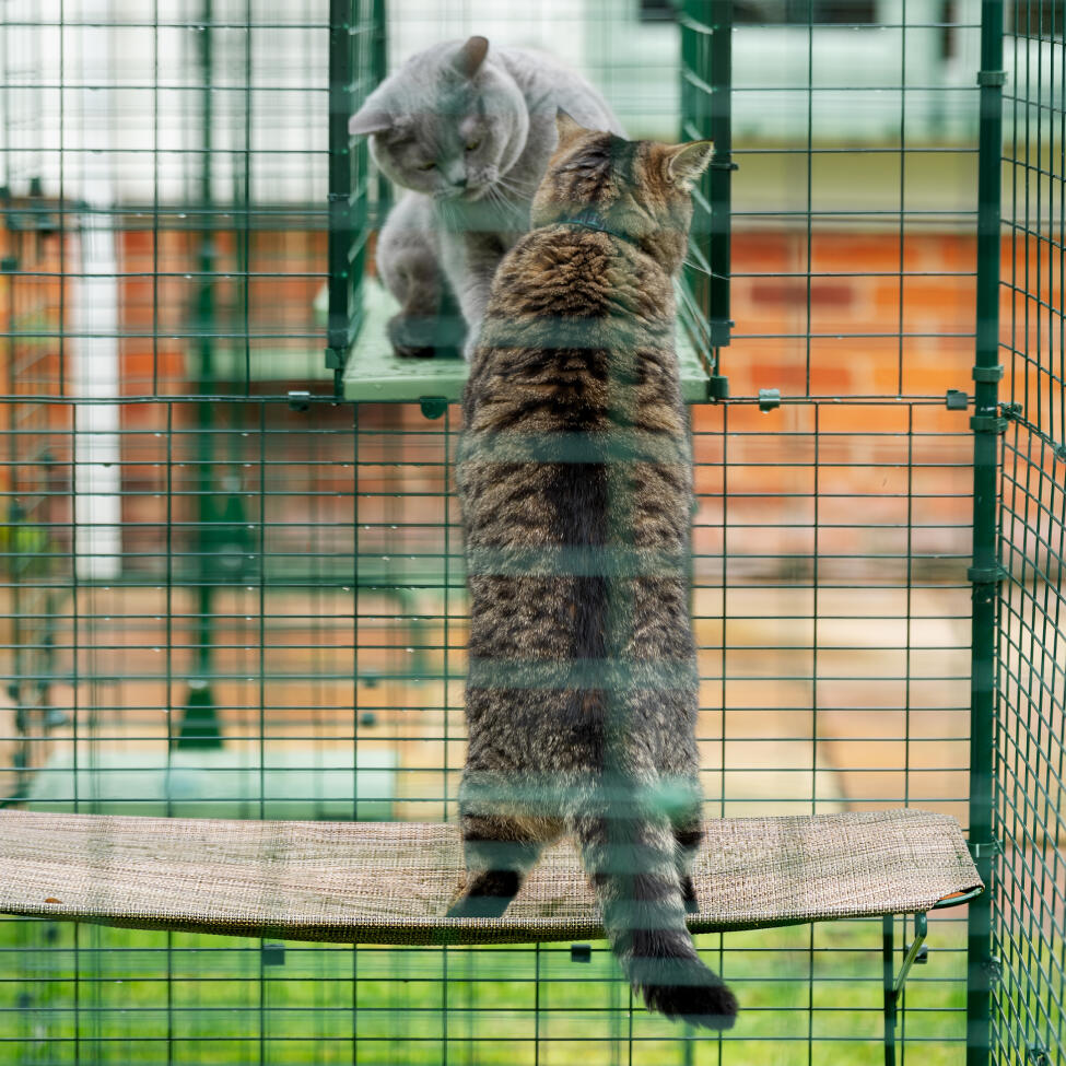 Omlet outdoor cat shelves