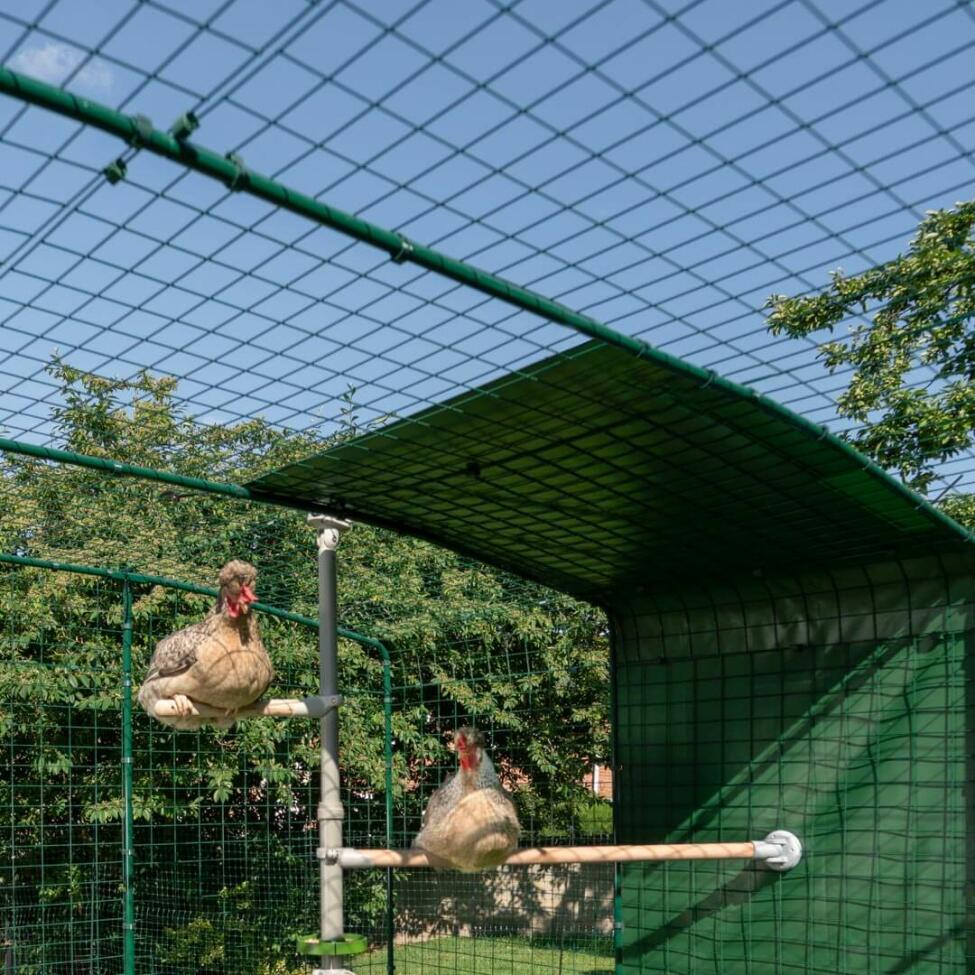 Le galline utilizzano il Poletree all'interno di un recinto walk in
