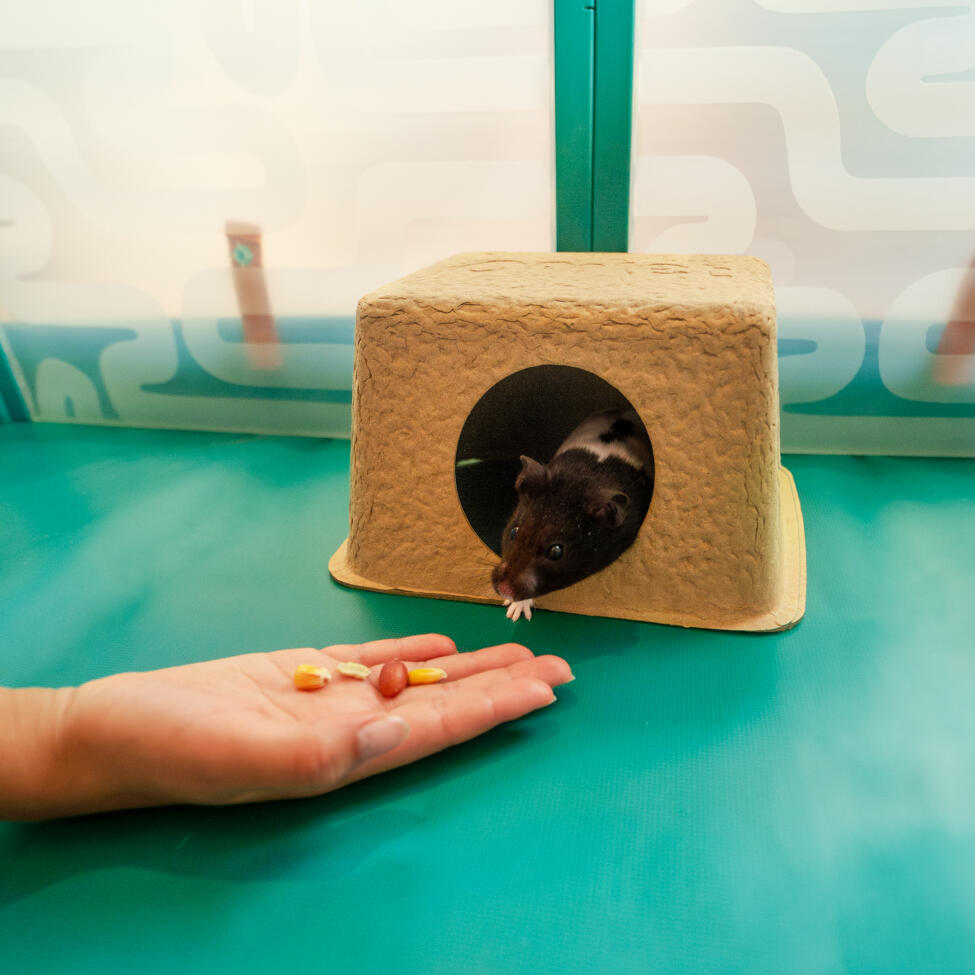 La mano di un bambino che nutre un criceto all'interno del nascondiglio compostabile per criceti