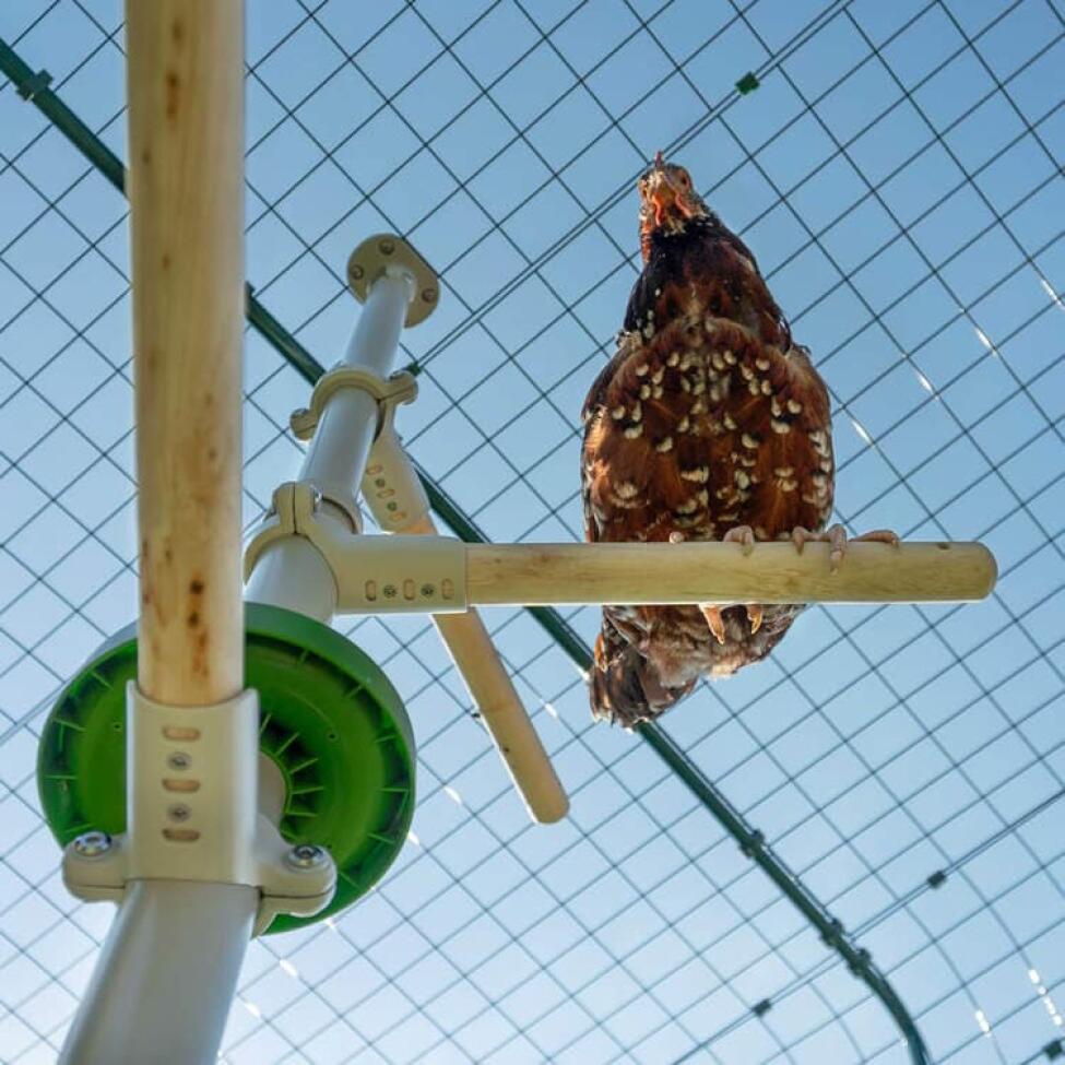Sotto l'inquadratura del pollo seduto sul trespolo di Poletree