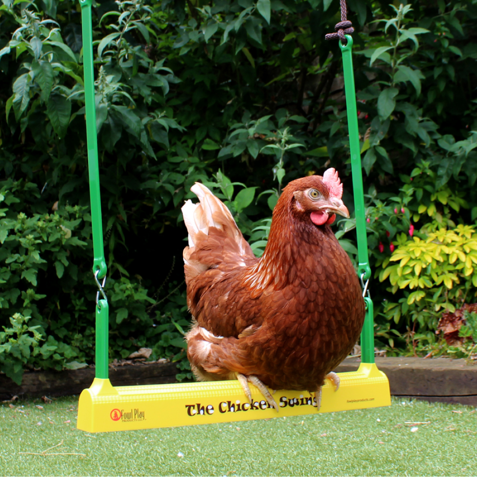 A gingernut range sitting on the chicken swing