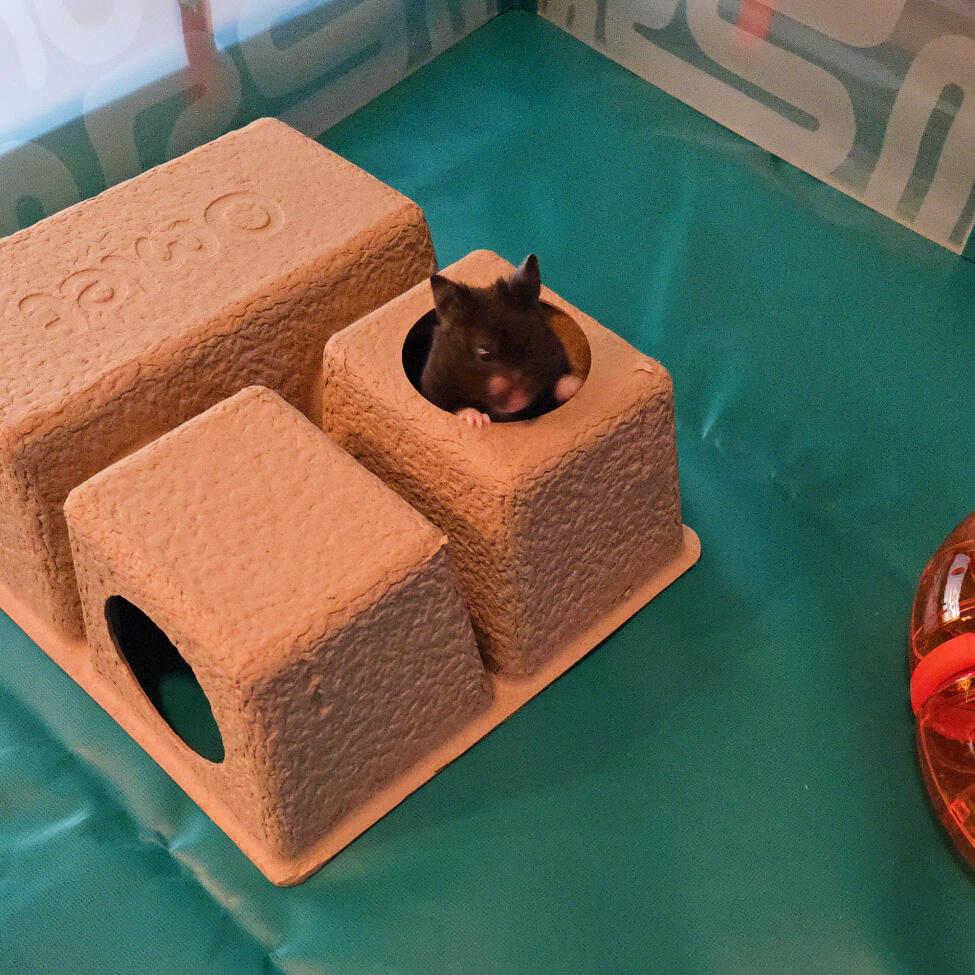 Hamster schuilplaatsen zijn een geweldige accessoire voor je hamsterkooi of box