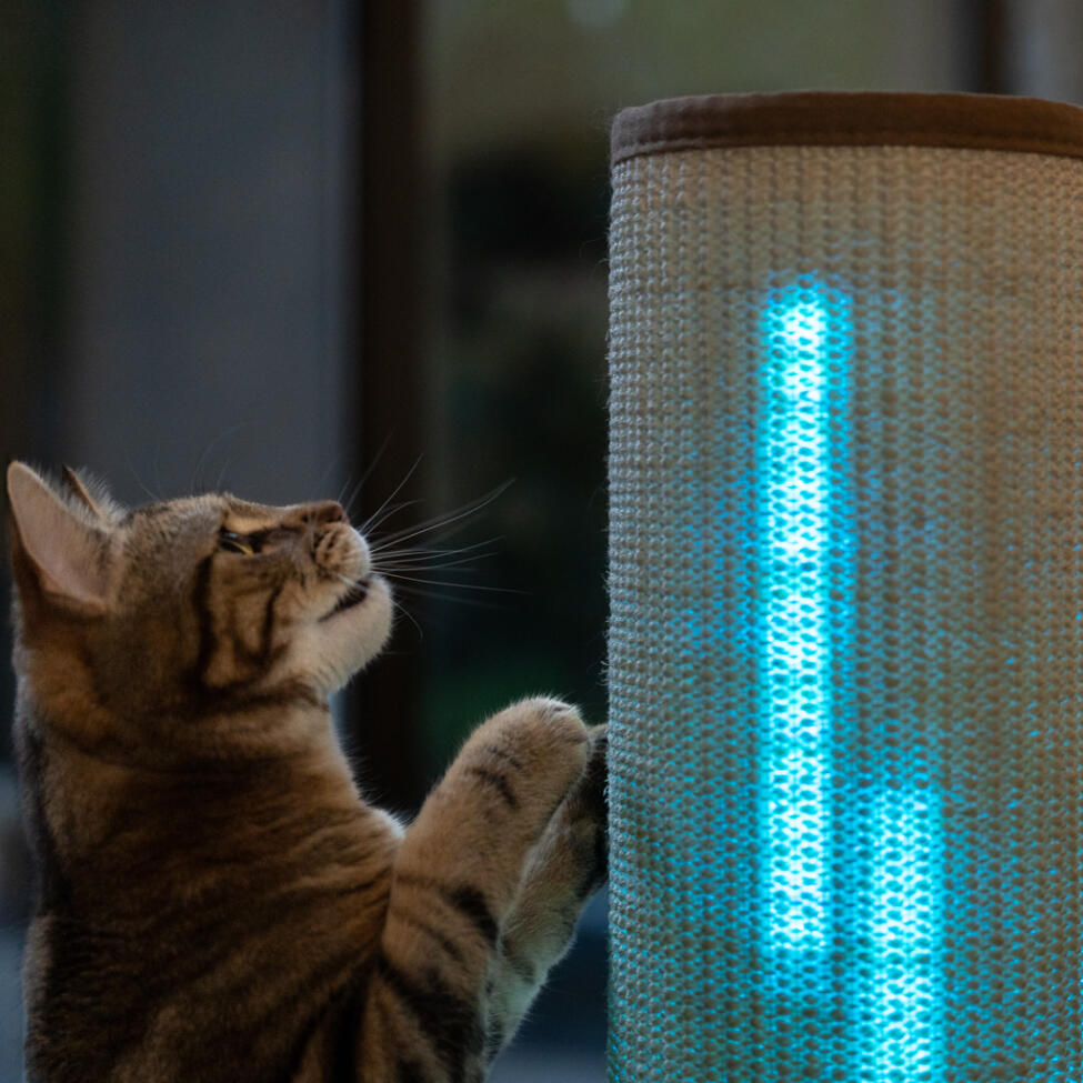 Chat griffant le Switch avec mode lumière bleue
