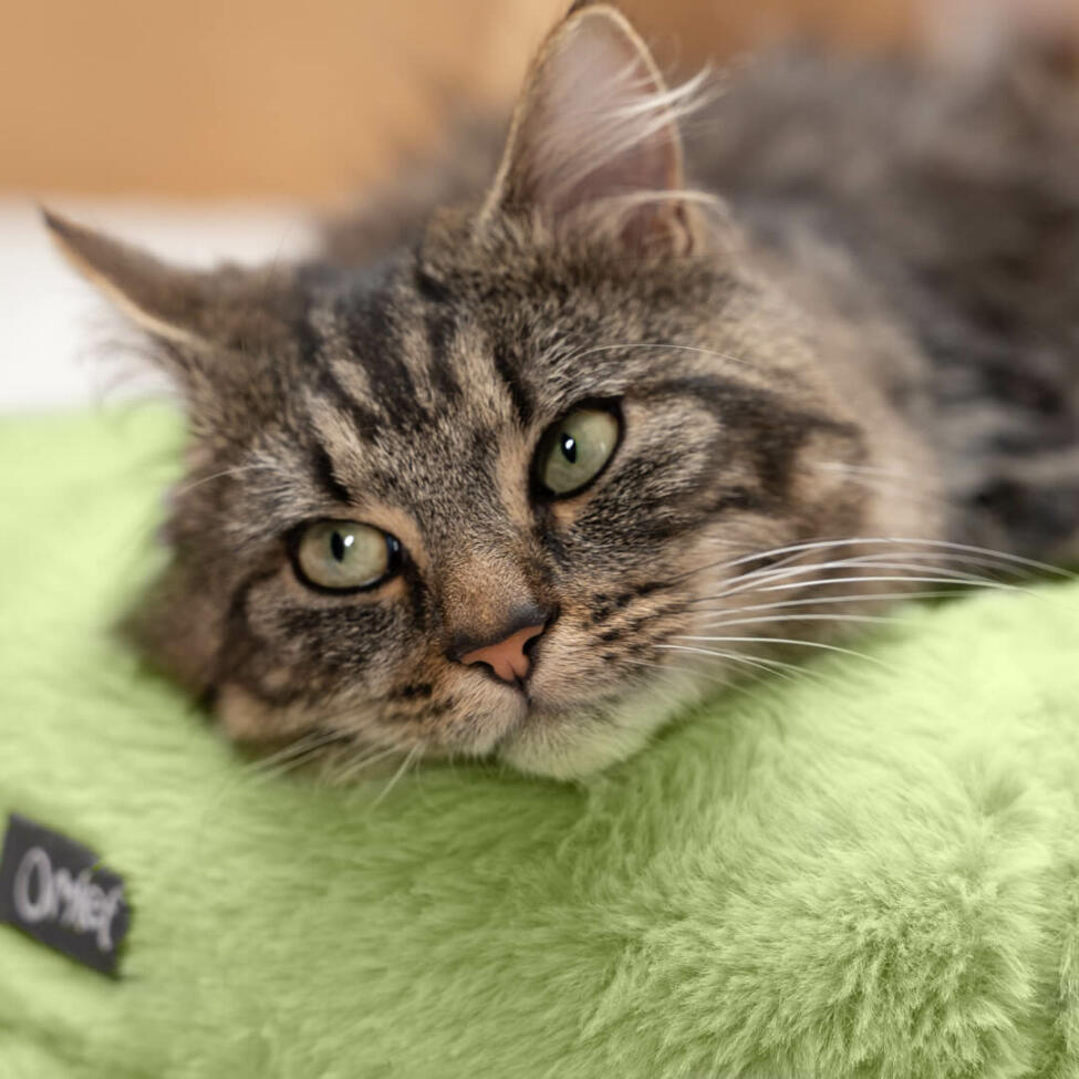 cat resting in a luxury super soft at bed
