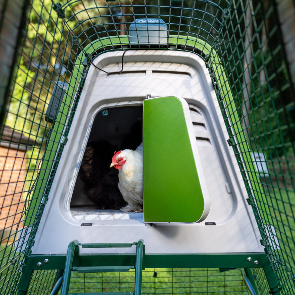 white chicken coming out of the eglu go up chicken coop using the automatic door opener