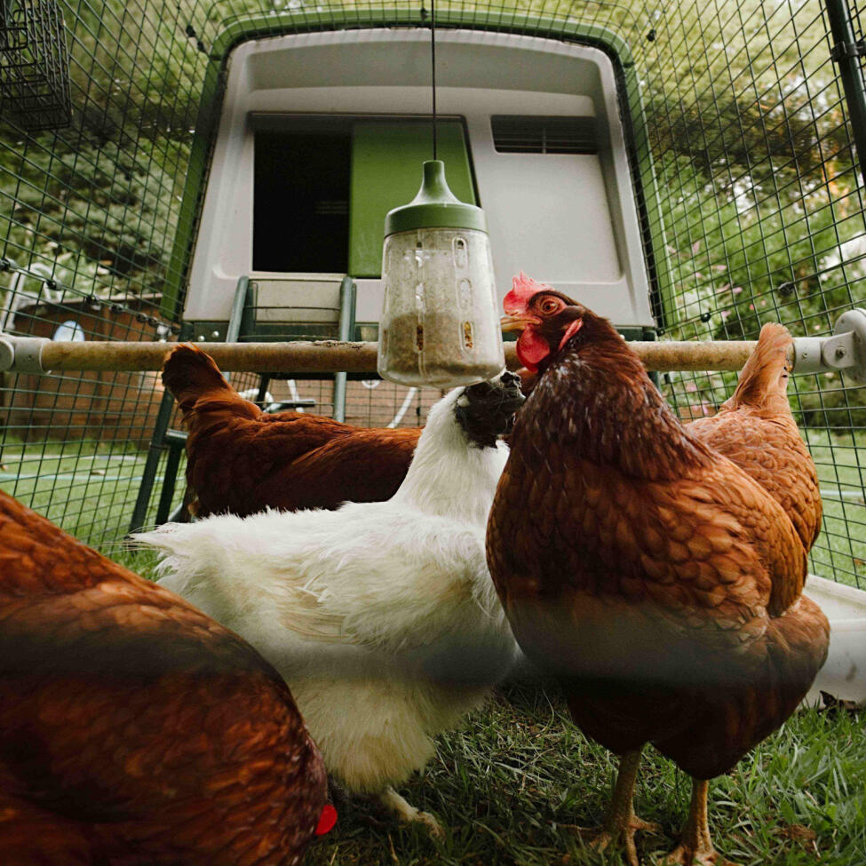 Pendant knabberspielzeug entworfen von Omlet