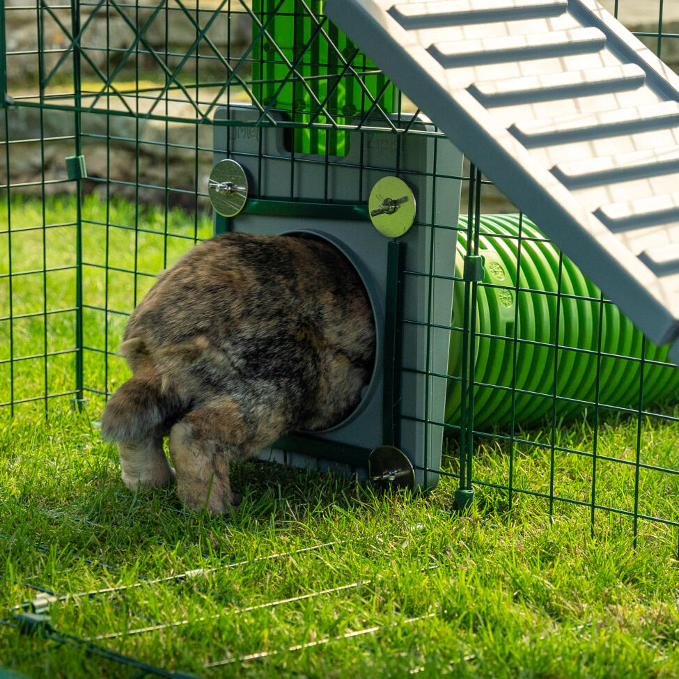 Ein kaninchen betritt den „ Zippi “-kaninchentunnel, der an dessen auslauf angeschlossen ist.