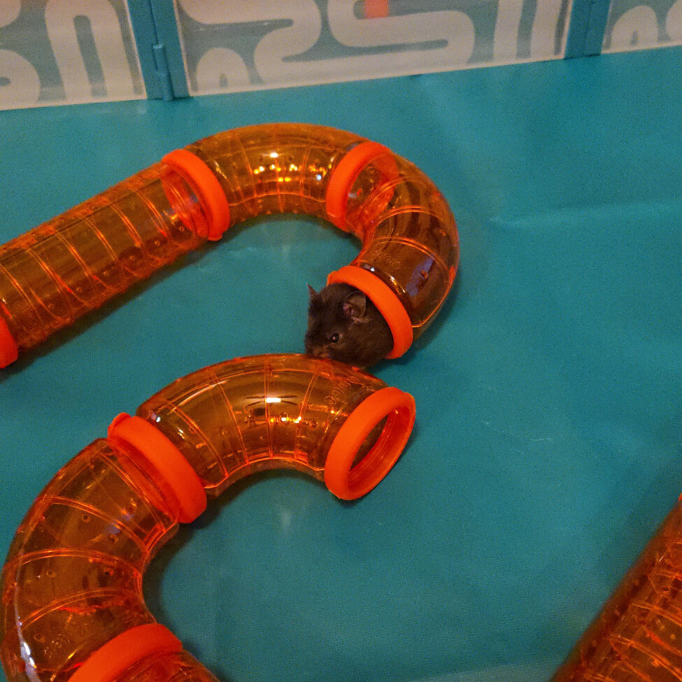 Omlet anpassningsbara hamstertunnlar är den perfekta leksaken för en lekhage