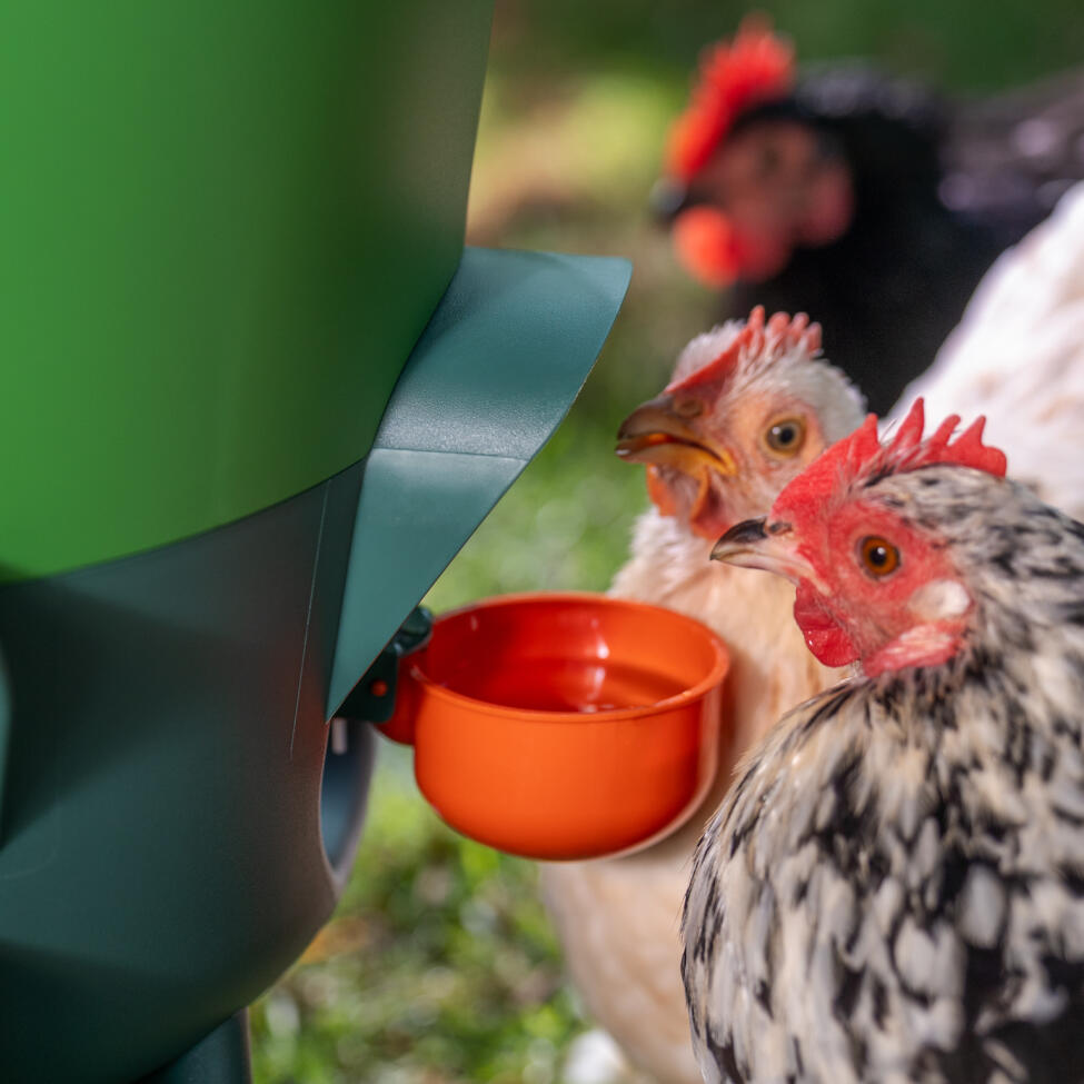 Abreuvoir isolé stay clean pour poulets avec Gobelets