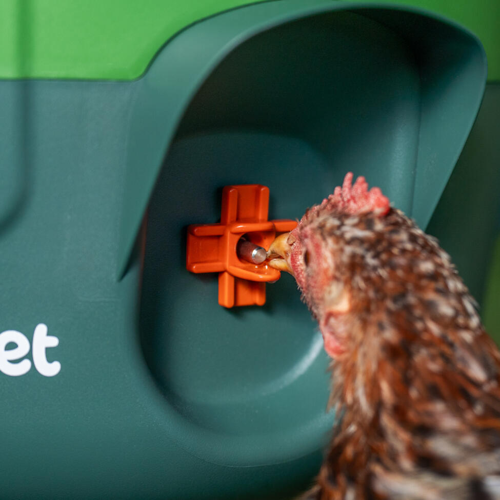 Abreuvoir isolé stay clean pour poulets avec tétines