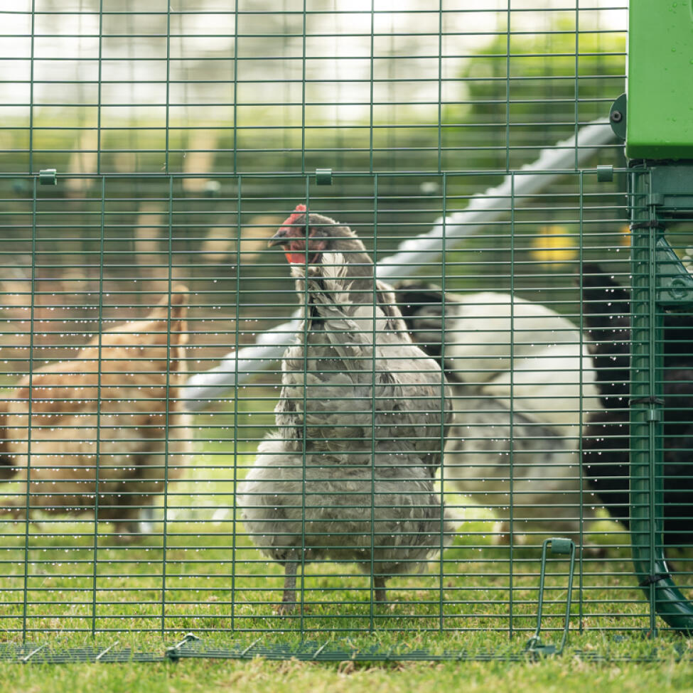 Hens inside a predator proof chicken coop run