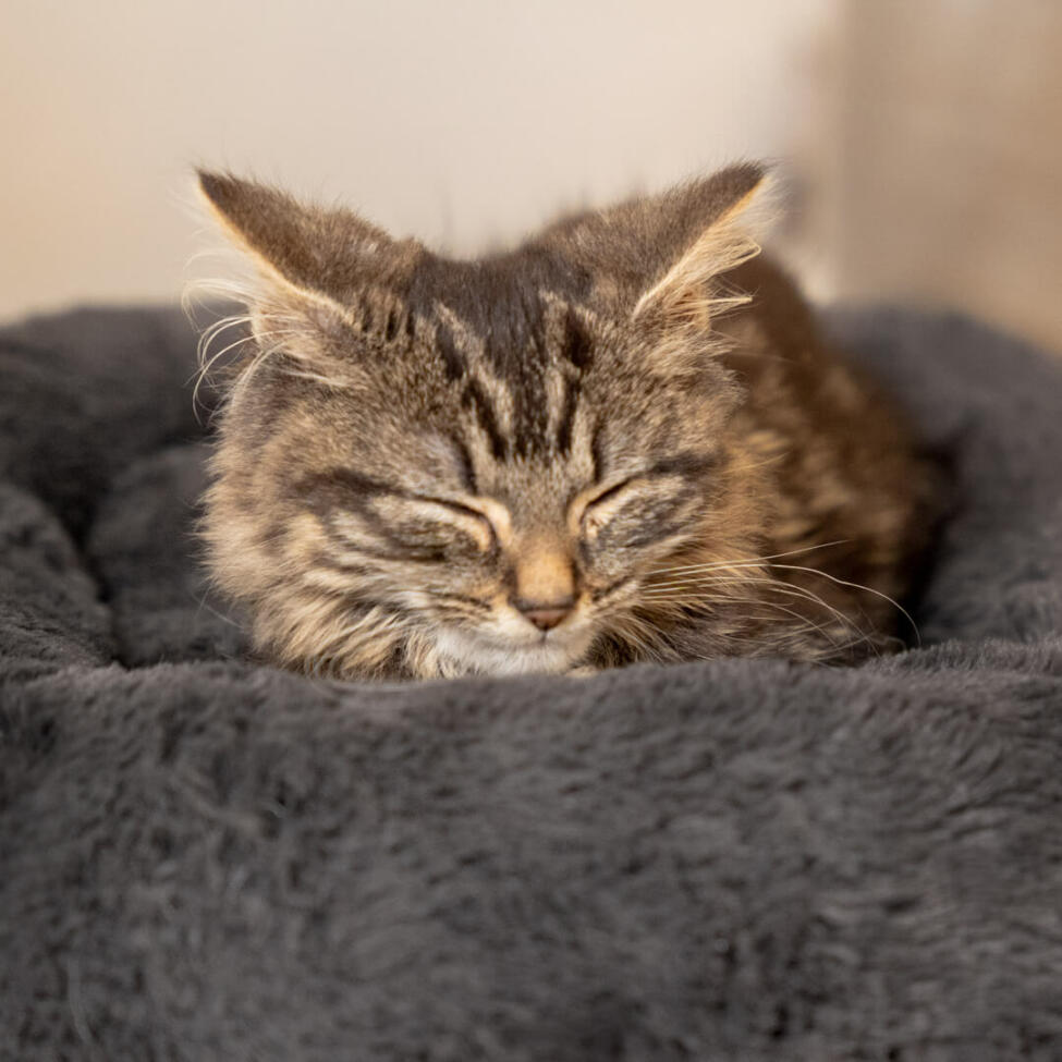Kitten sleeping in the soft grey maya donut cat bed