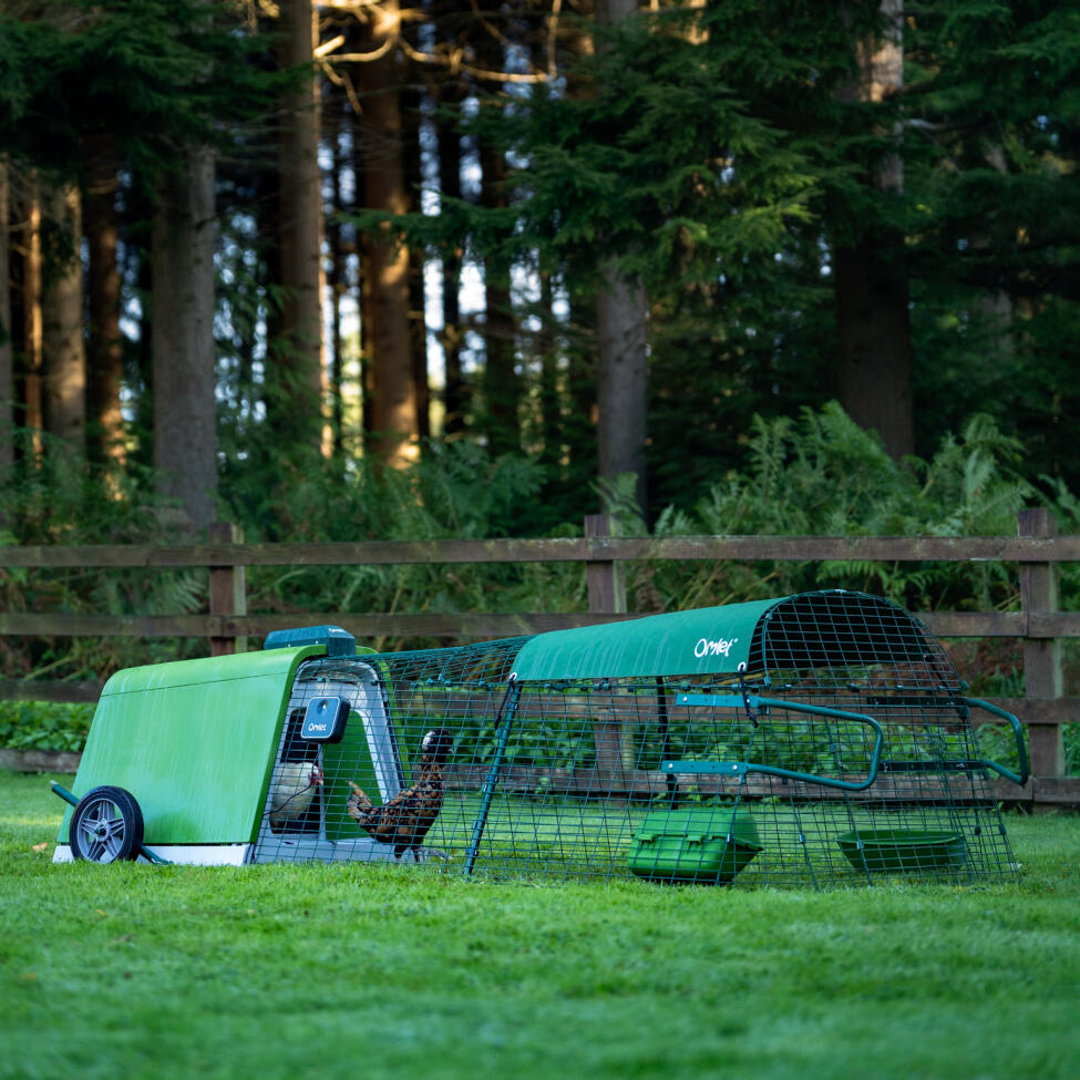 full eglu go set up with automatic door and run with heavy duty cover