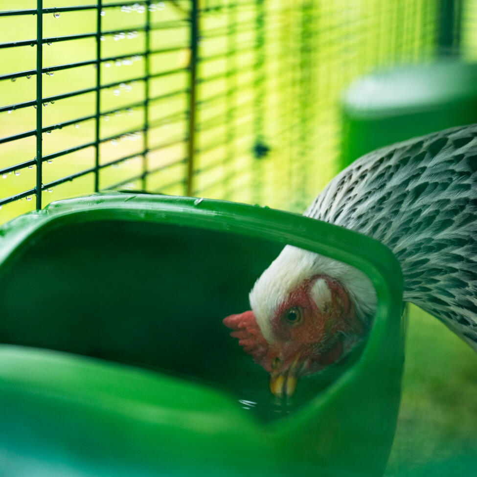 Chicken drinking from the Omlet Eglu pro chicken drinker