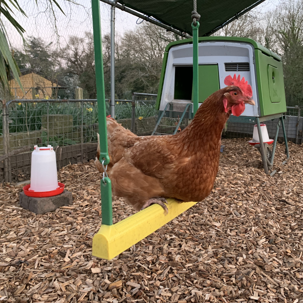 A chicken sitting on the chicken swing